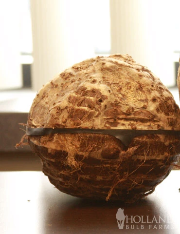 Menu Tropical Dream Garden Collection 6 Menu Tropical Dream Garden Collection - Image 4