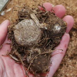 Menu Red And White Caladium Collection -US Garden Plants Sales 2024 72104 candidum caladium 2 1