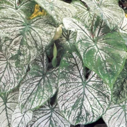 Menu Golden Glory Shade Garden Collection -US Garden Plants Sales 2024 72104 candidum caladium