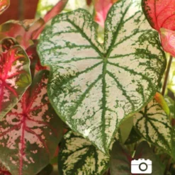 Menu Golden Glory Shade Garden Collection -US Garden Plants Sales 2024 72104 candidum caladium 3