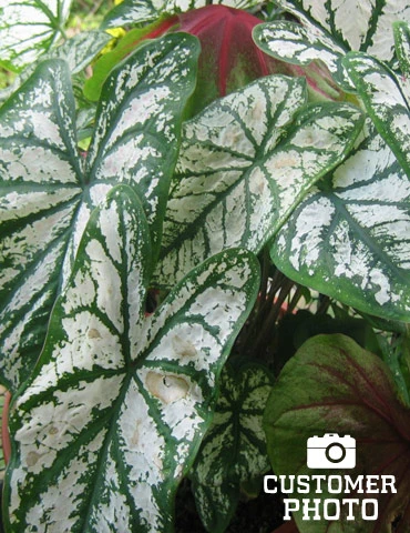 Menu Candidum Caladium 6 Menu Candidum Caladium - Image 4