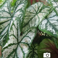 Menu Golden Glory Shade Garden Collection -US Garden Plants Sales 2024 72104 candidum caladium 4