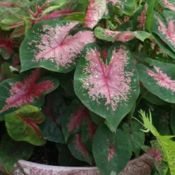 Menu Carolyn Whorton Caladium