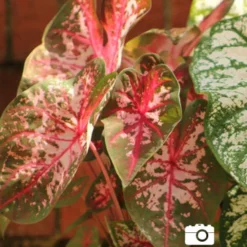 Menu Carolyn Whorton Caladium -US Garden Plants Sales 2024 72105 carolyn whorton caladium 3