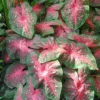 Menu Postman Joyner Caladium -US Garden Plants Sales 2024 72106 1