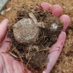 Menu Blazing Scarlet Shade Planter Collection 24 Menu Blazing Scarlet Shade Planter Collection -US Garden Plants Sales 2024 72106 postman joyner caladium 2