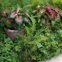 Menu Blazing Scarlet Shade Planter Collection 23 Menu Blazing Scarlet Shade Planter Collection -US Garden Plants Sales 2024 72106 postman joyner caladium