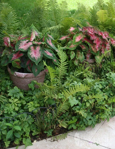 Menu Blazing Scarlet Shade Planter Collection 11 Menu Blazing Scarlet Shade Planter Collection - Image 9