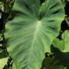 Menu Jumbo Elephant Ear -US Garden Plants Sales 2024 72116 jumbo elephant ear