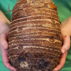 Menu Fancy Foliage Collection -US Garden Plants Sales 2024 72116 jumbo elephant ear 2 1