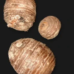 Menu Fancy Foliage Collection -US Garden Plants Sales 2024 72116 jumbo elephant ear 3 1