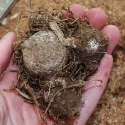 Menu Summer Patio Container Garden -US Garden Plants Sales 2024 72117 moonlight caladium 2 2