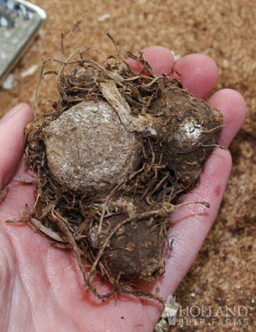 Menu Moonlight Caladium 5 Menu Moonlight Caladium - Image 3