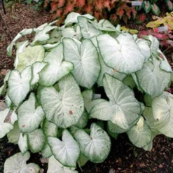 Menu Summer Patio Container Garden -US Garden Plants Sales 2024 72117 moonlight caladium 3 2