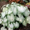 Menu Moonlight Caladium -US Garden Plants Sales 2024 72117 moonlight caladium 3 3