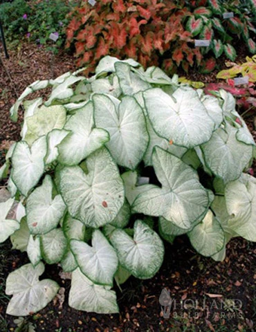 Menu Moonlight Caladium 3 Menu Moonlight Caladium
