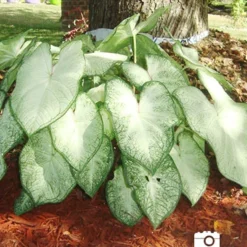 Menu Summer Patio Container Garden -US Garden Plants Sales 2024 72117 moonlight caladium 4 2