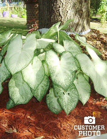 Menu Moonlight Caladium 4 Menu Moonlight Caladium - Image 2