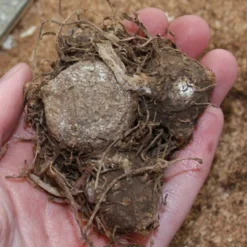 Menu Shady Container Garden Collection -US Garden Plants Sales 2024 72119 sweetheart caladium 2 2
