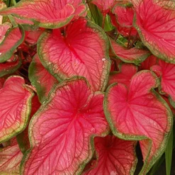 Menu Shady Container Garden Collection -US Garden Plants Sales 2024 72119 sweetheart caladium 3