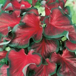 Menu Red And White Caladium Collection -US Garden Plants Sales 2024 72121 red ruffles caladium 1