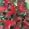 Menu Red Ruffles Caladium 2 Menu Red Ruffles Caladium -US Garden Plants Sales 2024 72121 red ruffles caladium