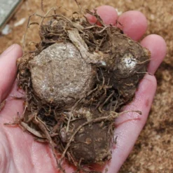 Menu Red Ruffles Caladium -US Garden Plants Sales 2024 72121 red ruffles caladium 2