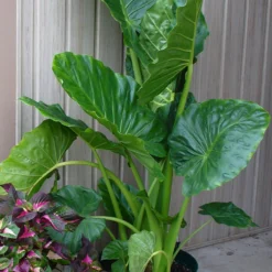 Menu Fancy Foliage Collection -US Garden Plants Sales 2024 72122