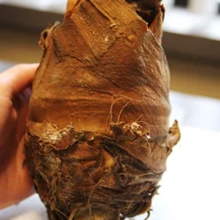 Menu Fancy Foliage Collection -US Garden Plants Sales 2024 72122 upright elephant ear