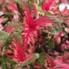 Menu Clowning Around Caladium 2 Menu Clowning Around Caladium -US Garden Plants Sales 2024 72125 clowning around caladium