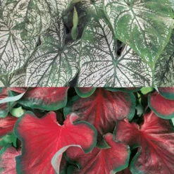 Menu Red And White Caladium Collection