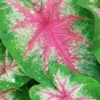 Menu Roseglow Caladium -US Garden Plants Sales 2024 72136 roseglow caladium