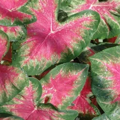 Menu Roseglow Caladium -US Garden Plants Sales 2024 72136 roseglow caladium 2