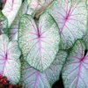 Menu Summer Breeze Caladium -US Garden Plants Sales 2024 72137 summer breeze caladium 2
