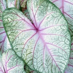 Menu Summer Breeze Caladium -US Garden Plants Sales 2024 72137 summer breeze caladium 3