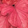Menu Desert Sunset Caladium 1 Menu Desert Sunset Caladium -US Garden Plants Sales 2024 72138 desert sunset caladium