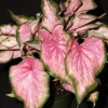 Menu Va Va Violet Caladium -US Garden Plants Sales 2024 72139 va va violet caladium