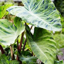 Menu Mojito Elephant Ear