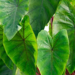 Menu Hawaiian Punch Elephant Ear