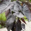 Menu Diamond Head Elephant Ear -US Garden Plants Sales 2024 72142 diamond head elephant ear