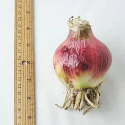 Menu Stars & Stripes Crinum Lily -US Garden Plants Sales 2024 72143 stars and stripes crinum lily 2