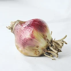 Menu Stars & Stripes Crinum Lily -US Garden Plants Sales 2024 72143 stars and stripes crinum lily 3