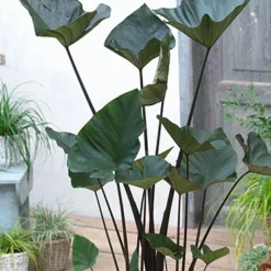 Menu Tea Cup Elephant Ear -US Garden Plants Sales 2024 72145 tea cup elephant ear 1