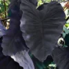 Menu Black Magic Elephant Ear -US Garden Plants Sales 2024 72146 black magic elephant ear
