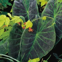 Menu Elephant Ear Illustris -US Garden Plants Sales 2024 72147 illustris elephant ear 1