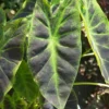 Menu Elephant Ear Illustris -US Garden Plants Sales 2024 72147 illustris elephant ear 2 1