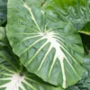 Menu White Lava Elephant Ear -US Garden Plants Sales 2024 72148 white lava elephant ear