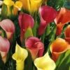 Menu Hybrid Calla Lilies Mixed Value Bag -US Garden Plants Sales 2024 73101 hybrid calla lilies mixed value bag 1