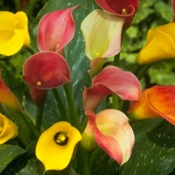 Menu Tropical Container Garden Collection -US Garden Plants Sales 2024 73101 hybrid calla lilies mixed value bag 2