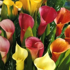 Menu Tropical Container Garden Collection -US Garden Plants Sales 2024 73101 hybrid calla lilies mixed value bag